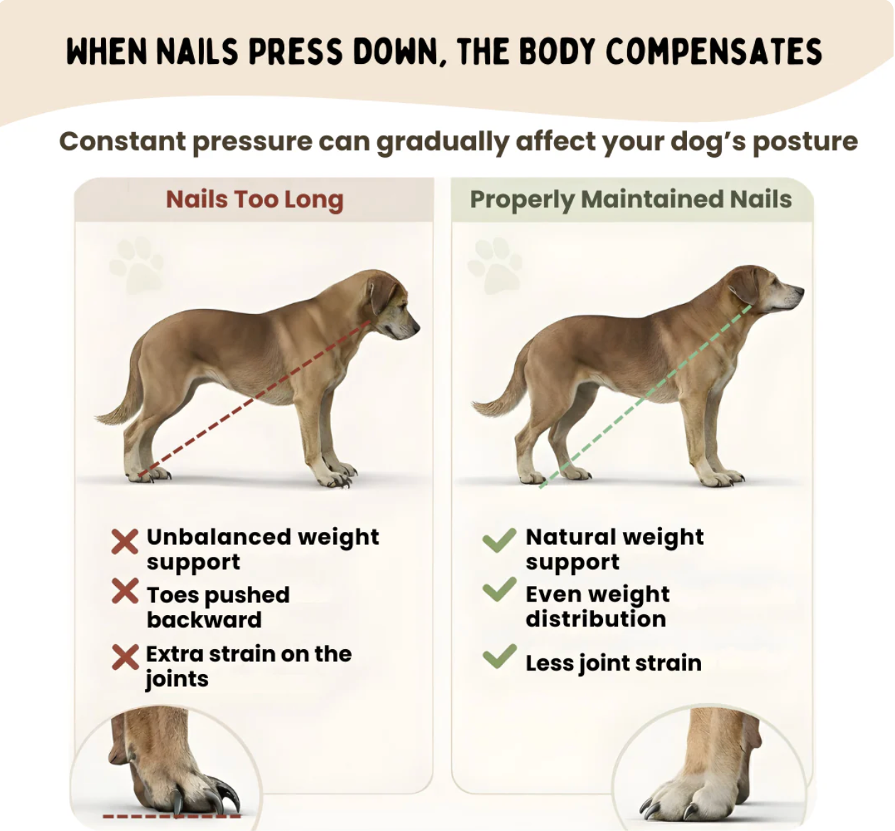 The GentlePaw™ Board